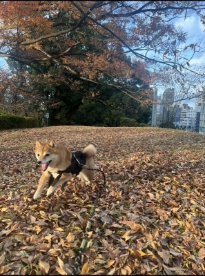 CHATARO(チャタロウ) いいですよねー