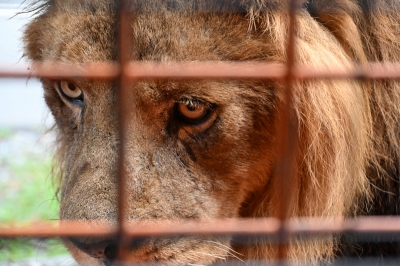 NIA(ﾆｱ) 夏休みのサファリパーク🦁