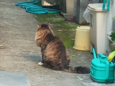 KOYOI(ｺﾖｲ) ふかふかの