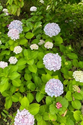 KAZUYA(カズヤ) 紫陽花