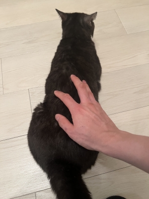 YUU (ﾕｳ) 猫好き