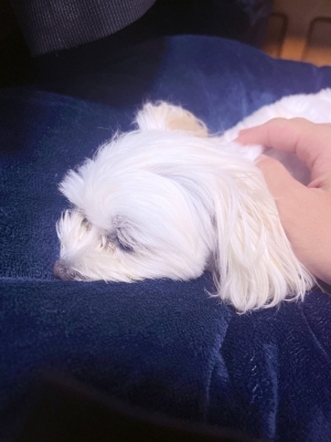 NOEL(ﾉｴﾙ) 癒しのお裾分け🐶