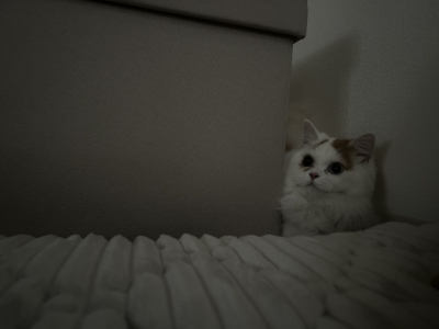 KIRA(ｷﾗ) 天使