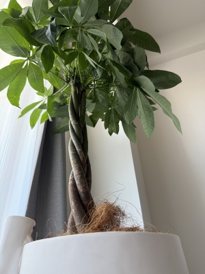 ARASHI(アラシ) 【新しい家族】