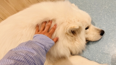 SHUNTO(ｼｭﾝﾄ) 大型犬と小型犬☺︎