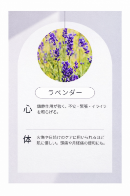 MIKURI(ﾐｸﾘ) ラベンダーちゃんについて