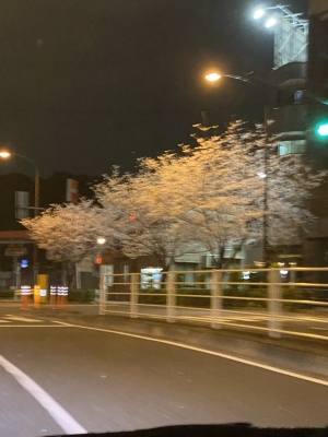 KAZUYA(ｶｽﾞﾔ) 満開桜