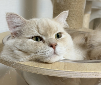 BOSS(ﾎﾞｽ) (^ට ‧̫ ට^)੭