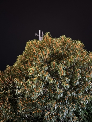 HARUMI(ハルミ) 金木犀