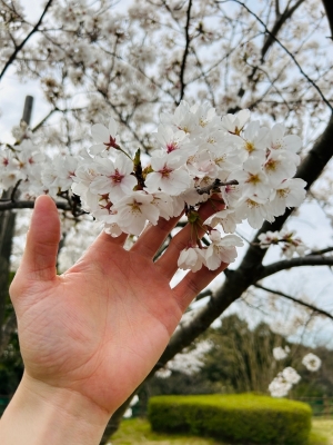 IKUTO(ｲｸﾄ) 4月の御礼