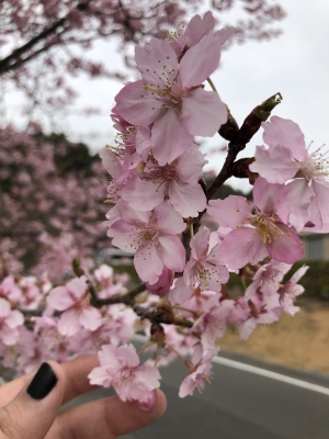 店長CHINEN(ﾁﾈﾝ) 九州はもう桜が咲いてますよ