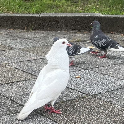 REO (ﾚｵ) 🕊️