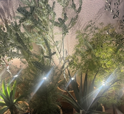 SATUKI（サツキ） 1/27 ご案内