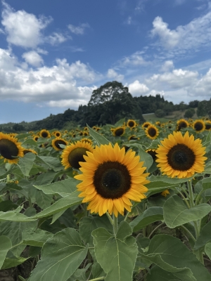 KOUKI(コウキ) Summer🌻