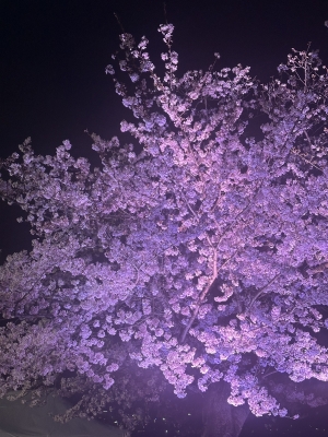 RURITO(ﾙﾘﾄ) 桜ツイキャス