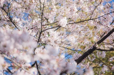 SHIINA(ｼｲﾅ) 葉桜