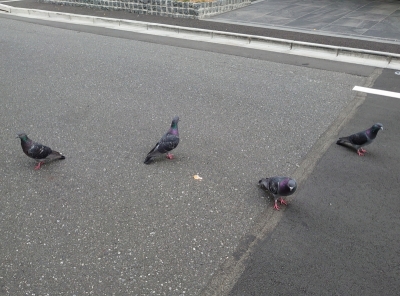 KOYOI(ｺﾖｲ) 人気者