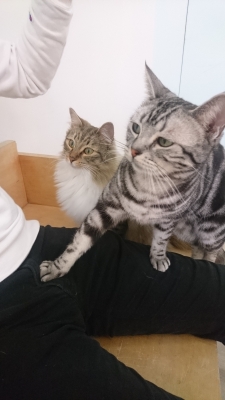 SUU(ｽｩ) 猫様、、、