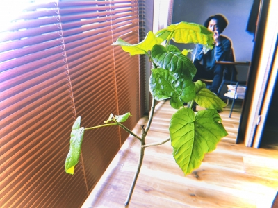 MOCHI（ﾓﾁ） 観葉植物。
