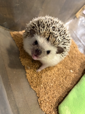 ARATO(ｱﾗﾄ) 【初ハリネズミカフェ】