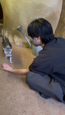 MASH(ﾏｯｼｭ) 猫と仲良くなる方法知りたい