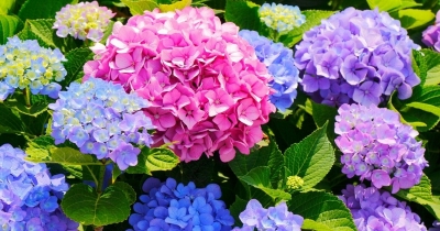 GRAN（ｸﾞﾗﾝ） 紫陽花