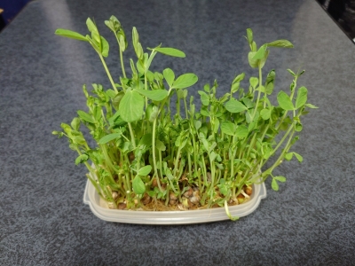RIMURU(ﾘﾑﾙ) 豆苗…