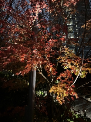 KYOMA(ｷｮｳﾏ) 貴方にも見せたい、夜の彩り。