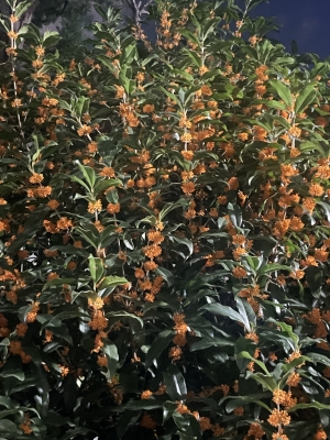 SEN(ｾﾝ) 金木犀