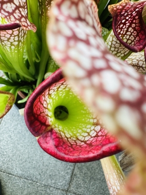 FUKAMI(フカミ) 食虫植物