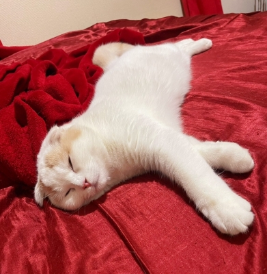 TAMA(ﾀﾏ) 実家の猫ちゃん🐱