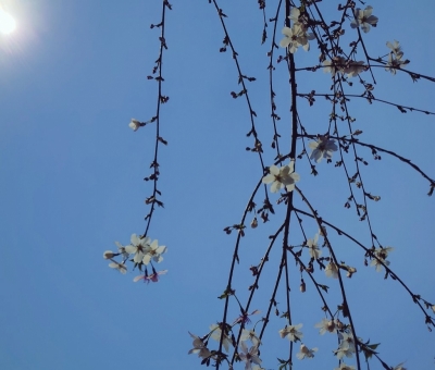 KOYOI(ｺﾖｲ) ステルス