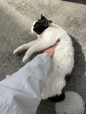 SHINNOSUKE(ｼﾝﾉｽｹ) 猫悶絶