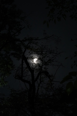 MASH(ﾏｯｼｭ) 日常。