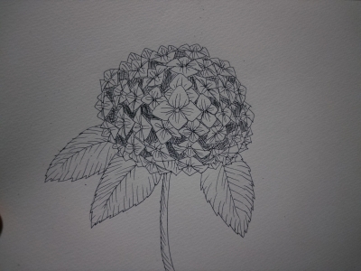 YAK(ﾔｸ) 紫陽花