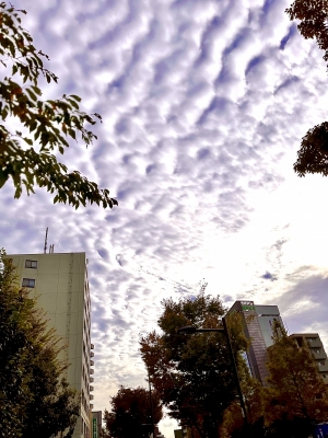 SHINA(シナ) 秋空!!!