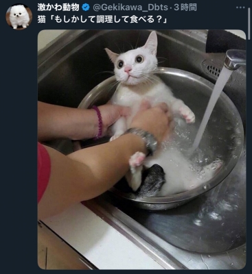 SANEMI(ｻﾈﾐ) 仕込み？