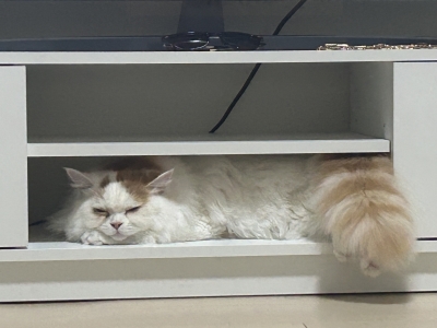 KIRA(ｷﾗ) ぶさかわ