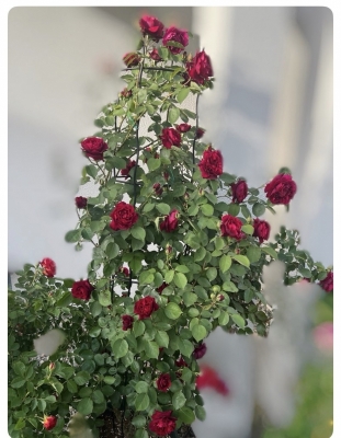 ROSÈ(ﾛｾﾞ) マイポリシー