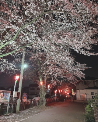 TAKAYA（ﾀｶﾔ） 夜桜