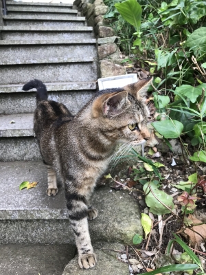 TETSUYA(ﾃﾂﾔ) 近所のネコ、ニシダさん！