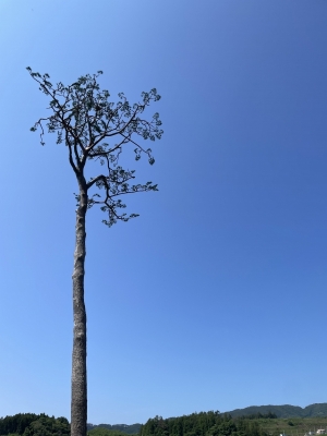 KENYU(ｹﾝﾕｳ) 奇跡の1本松🌲