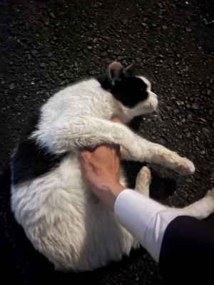 SHINNOSUKE(シンノスケ) ねこだねこだぬこだねこだ