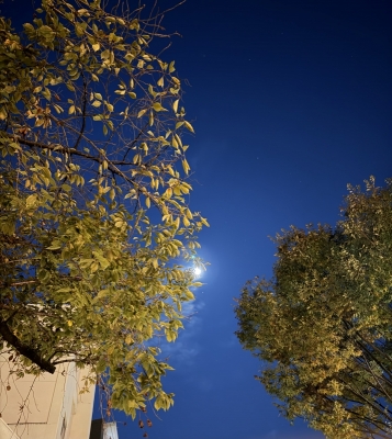 SHINA(ｼﾅ) 月！！！