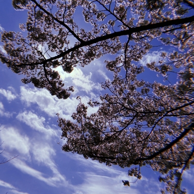 RACHEL(ﾚｲﾁｪﾙ) 桜