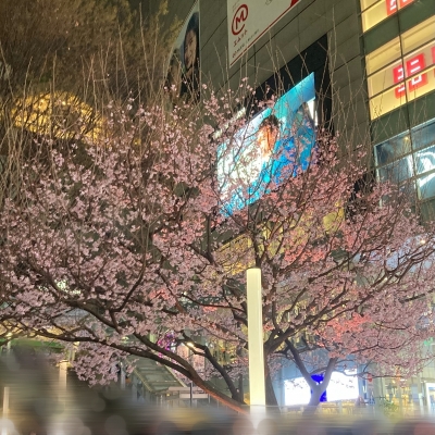 ISANA(ｲｻﾅ) 桜舞うころ