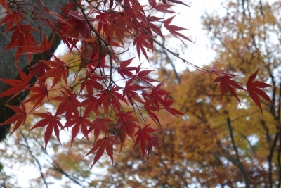 MASH(ﾏｯｼｭ) 代々木公園の紅葉を撮ってきた📷