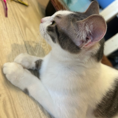 HIROYA(ﾋﾛﾔ) 猫カフェ