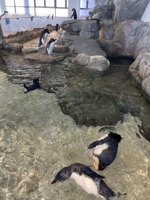 SUU(ｽｩ) 今日は鳥日記