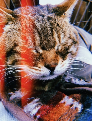 MOCHI（ﾓﾁ） 猫みたいな存在。